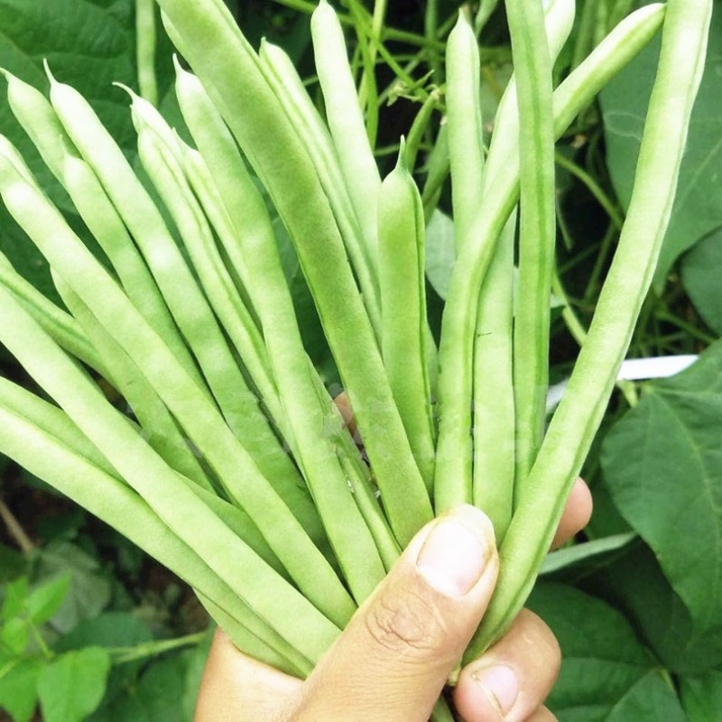 高山四季豆红花四季豆基地现发量大从优