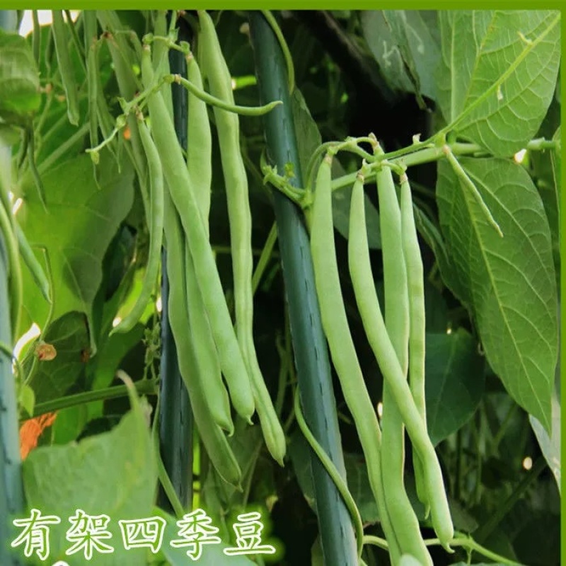 高山四季豆红花四季豆基地现发量大从优