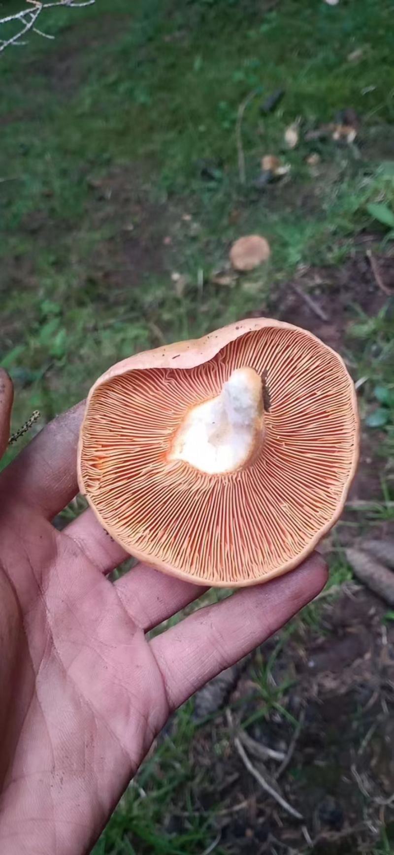 松树菌