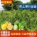 柠檬苗嫁接苗无籽四季结果广东香水青柠檬果树苗盆栽地栽当年