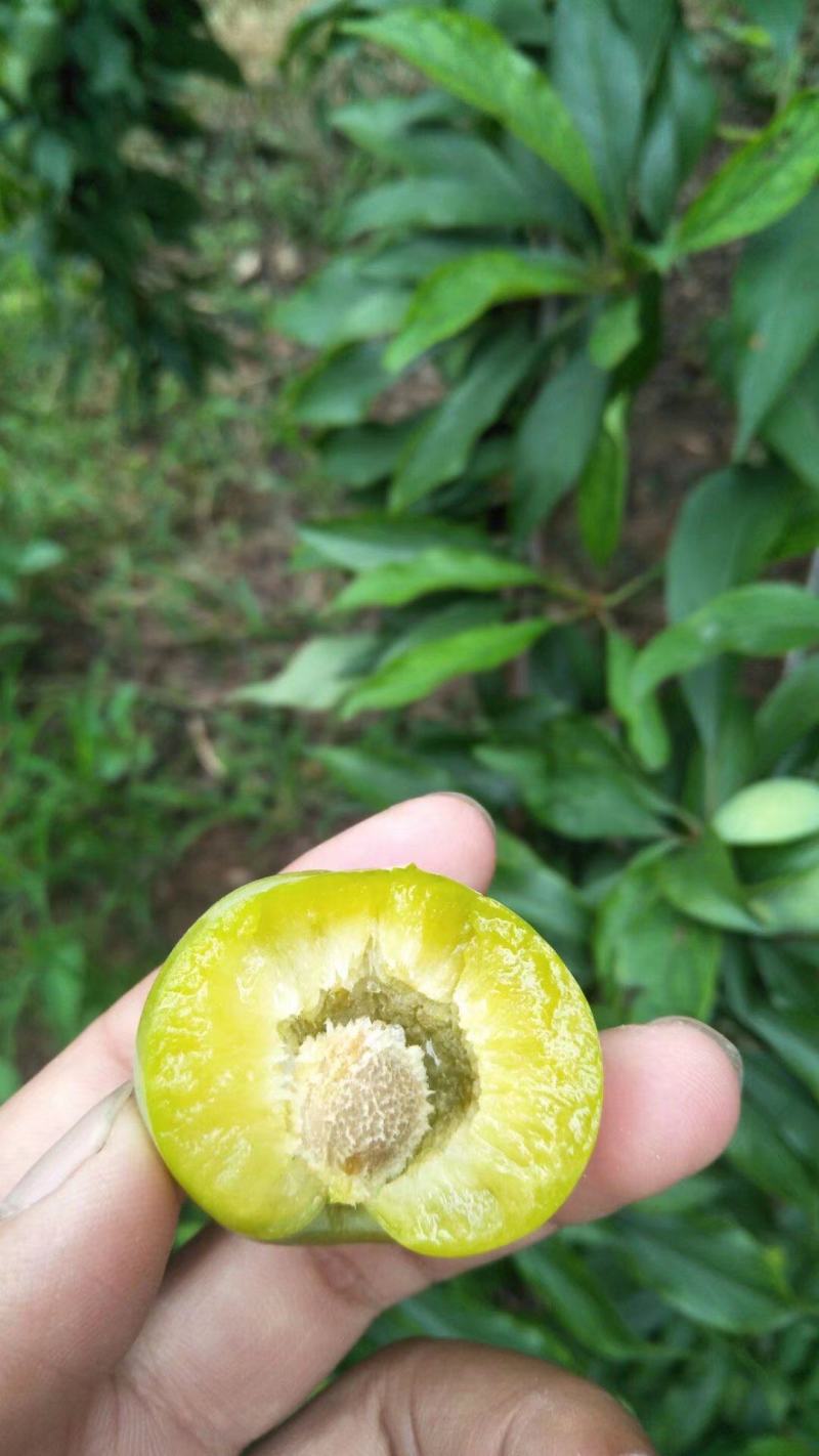 清脆李