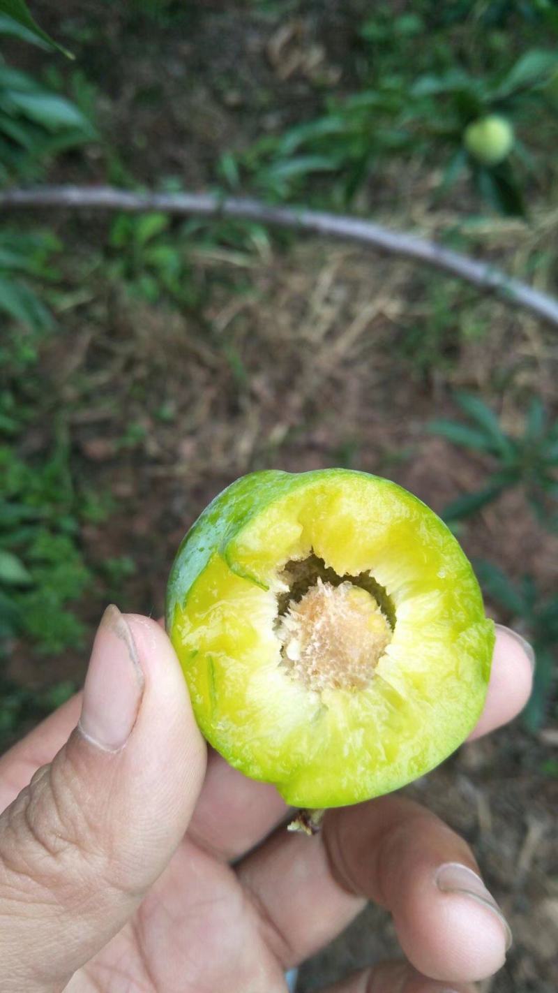 清脆李