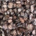血藤，血塞通有现货价格便宜一手货源