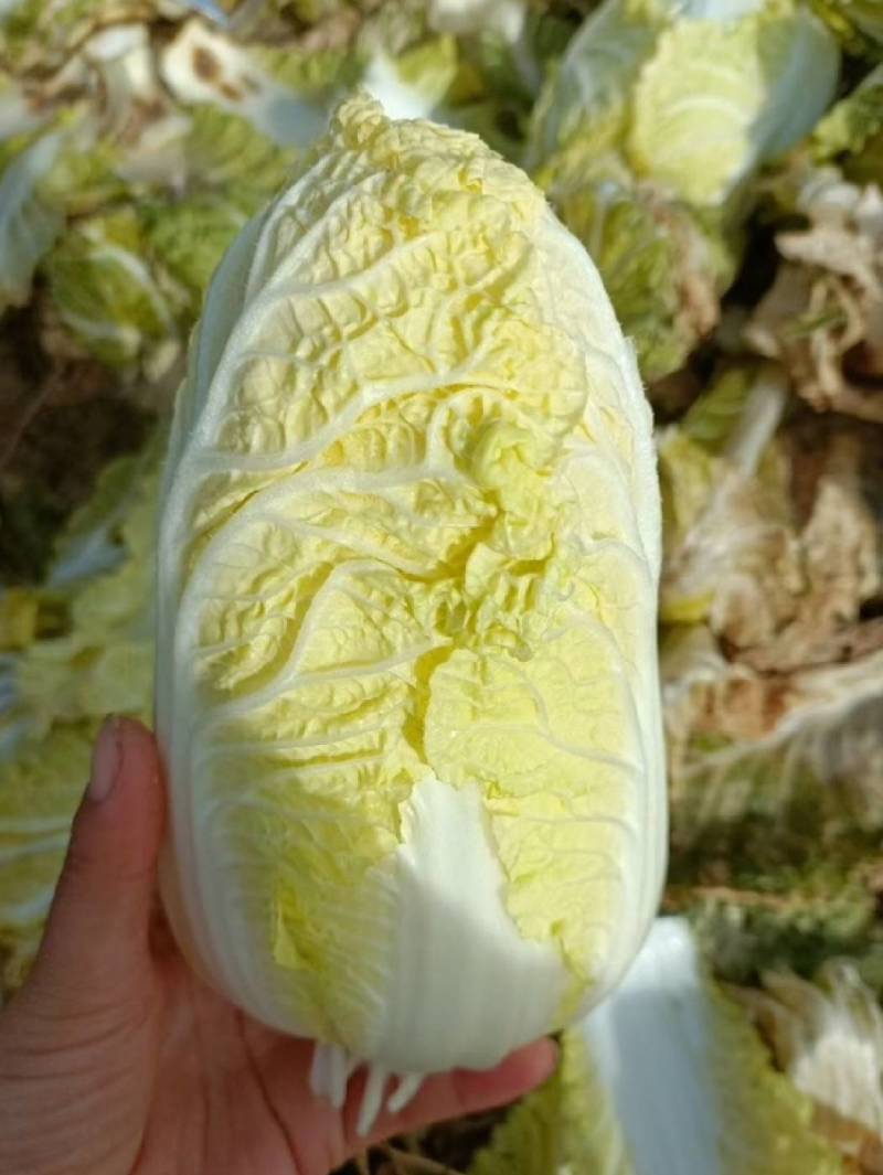 耐寒玲珑娃娃菜种子韩国春秋耐抽苔浓黄心早熟50天娃娃菜种