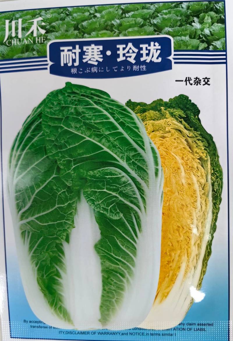 耐寒玲珑娃娃菜种子韩国春秋耐抽苔浓黄心早熟50天娃娃菜种