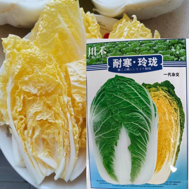 耐寒玲珑娃娃菜种子韩国春秋耐抽苔浓黄心早熟50天娃娃菜种