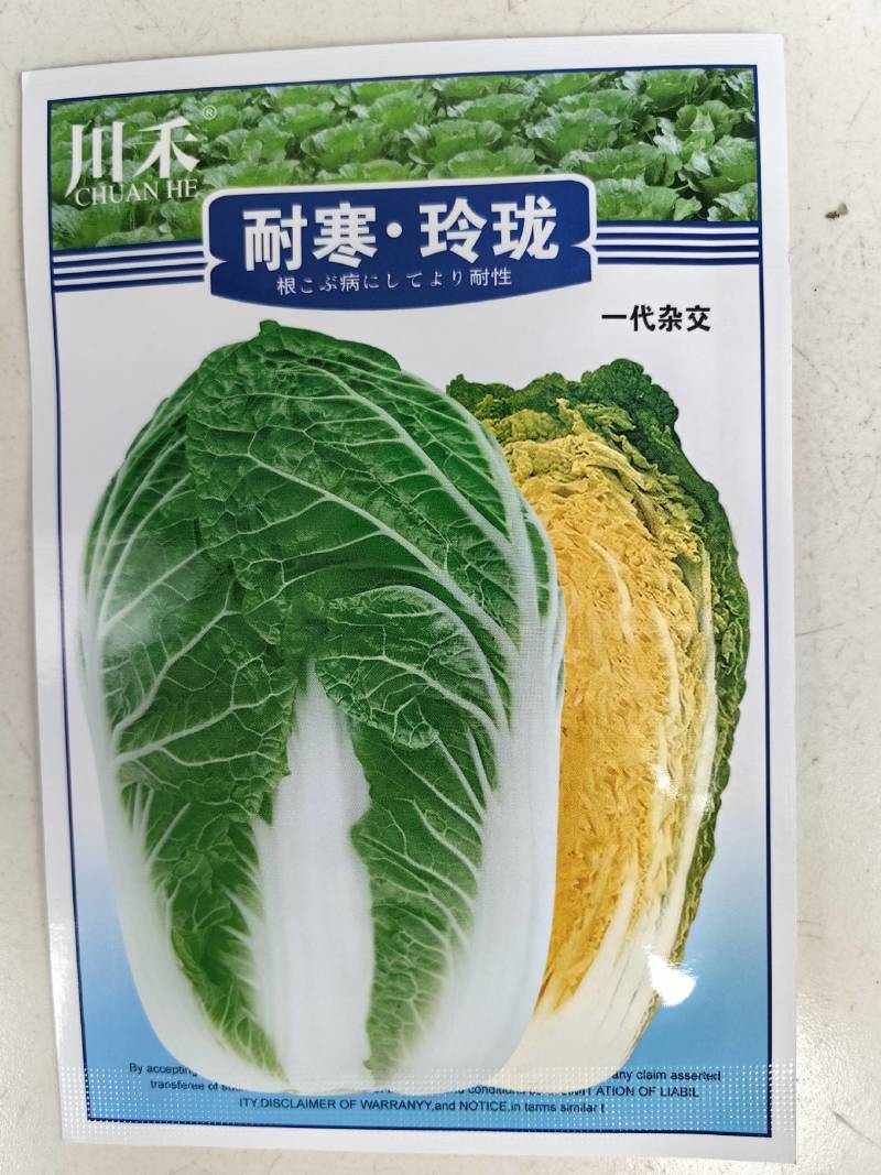 耐寒玲珑娃娃菜种子韩国春秋耐抽苔浓黄心早熟50天娃娃菜种