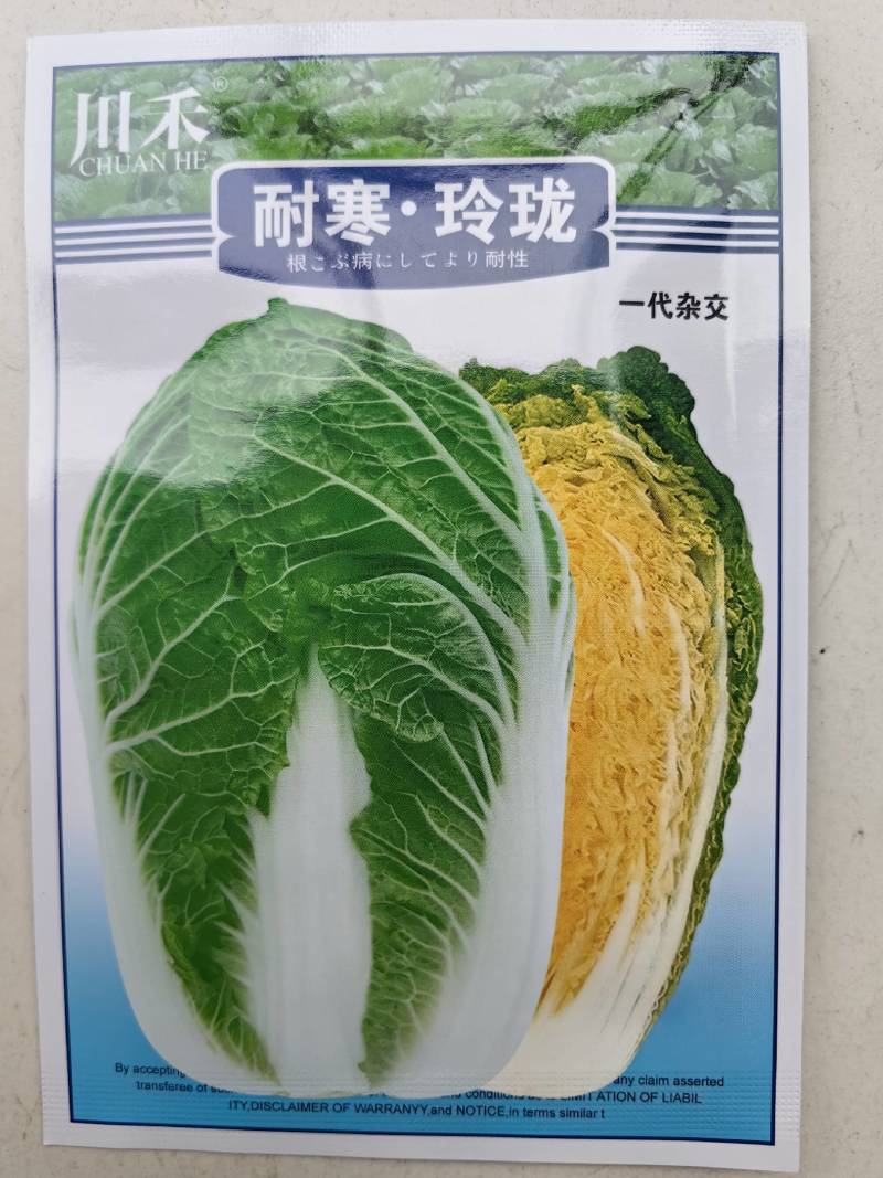 耐寒玲珑娃娃菜种子韩国春秋耐抽苔浓黄心早熟50天娃娃菜种