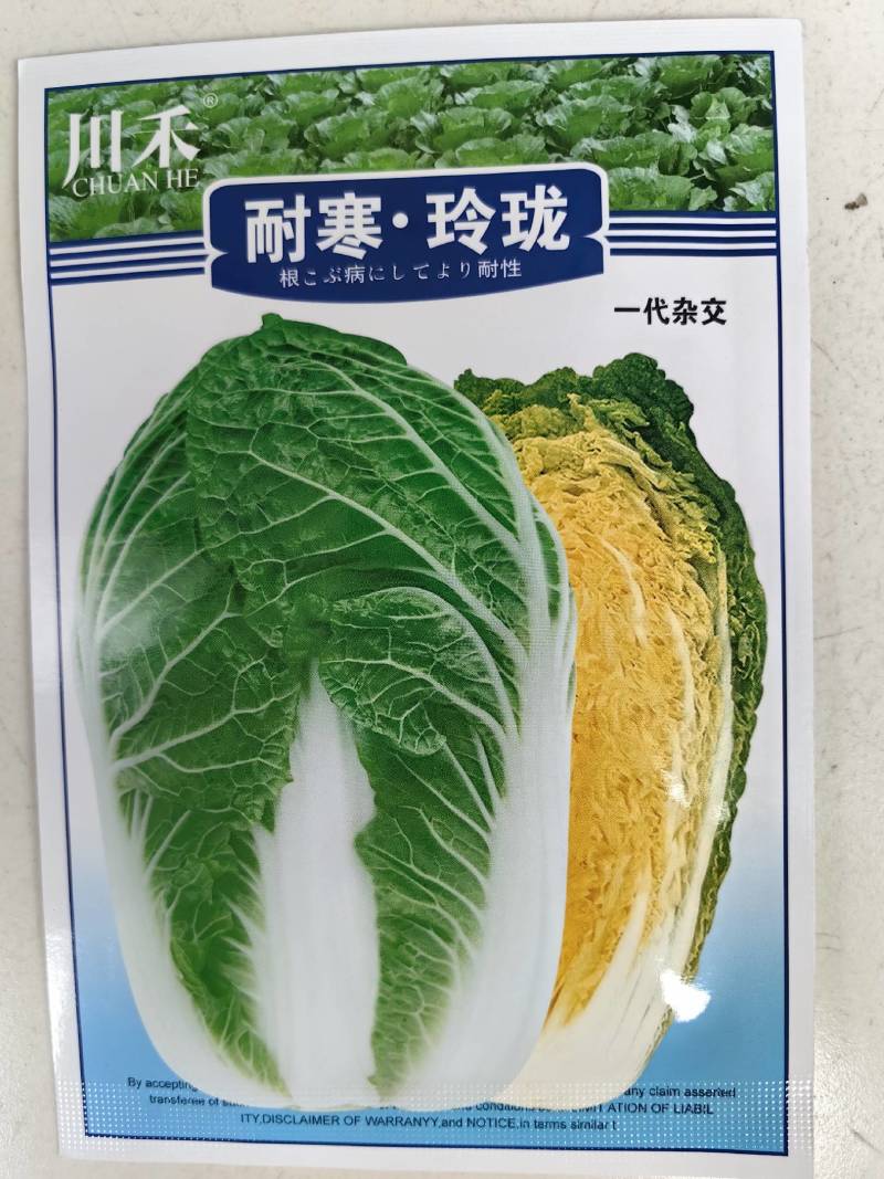 耐寒玲珑娃娃菜种子韩国春秋耐抽苔浓黄心早熟50天娃娃菜种