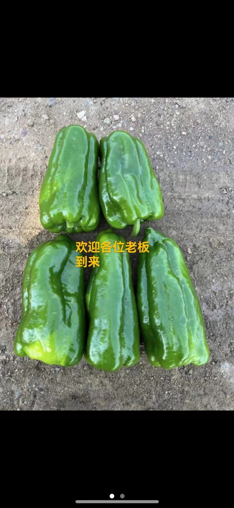 【推荐】太空椒，个头大，货源充足，支持全国，欢迎电联～