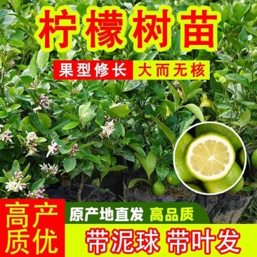广东无籽香水柠檬台湾无籽香水柠檬盆植地栽檬果树当年结果苗