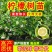 广东无籽香水柠檬台湾无籽香水柠檬盆植地栽檬果树当年结果苗