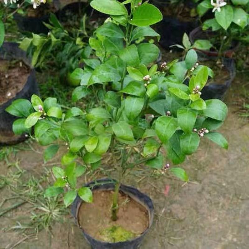 广东无籽香水柠檬台湾无籽香水柠檬盆植地栽檬果树当年结果苗