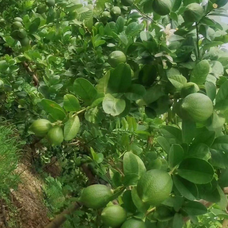 广东无籽香水柠檬台湾无籽香水柠檬盆植地栽檬果树当年结果苗