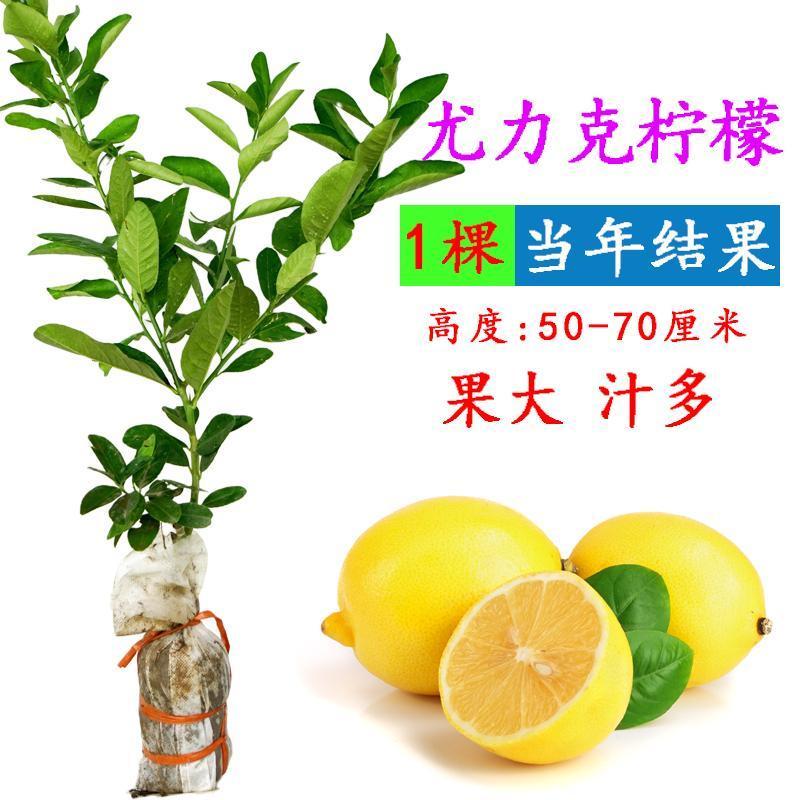 广东无籽香水柠檬台湾无籽香水柠檬盆植地栽檬果树当年结果苗