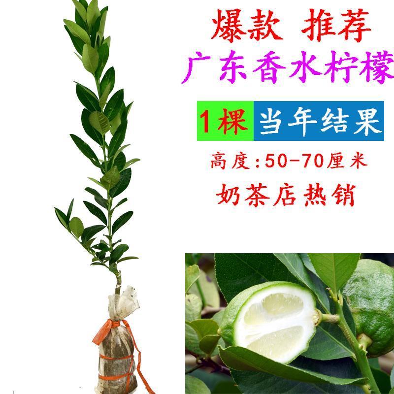 广东无籽香水柠檬台湾无籽香水柠檬盆植地栽檬果树当年结果苗