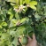 广东无籽香水柠檬台湾无籽香水柠檬盆植地栽檬果树当年结果苗