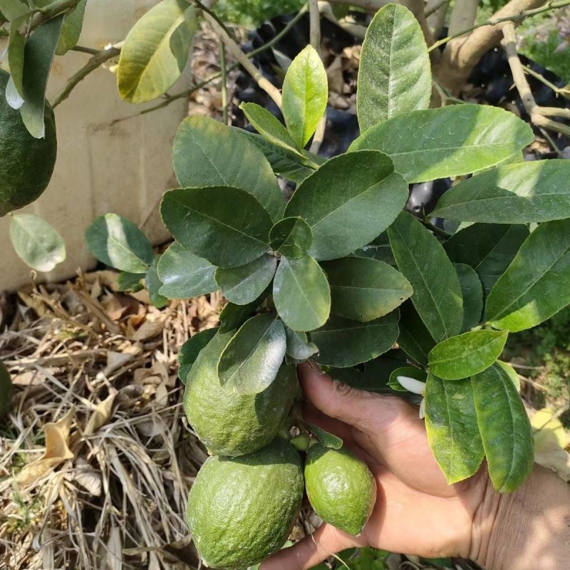 广东无籽香水柠檬台湾无籽香水柠檬盆植地栽檬果树当年结果苗