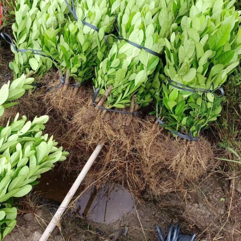 广东无籽香水柠檬台湾无籽香水柠檬盆植地栽檬果树当年结果苗