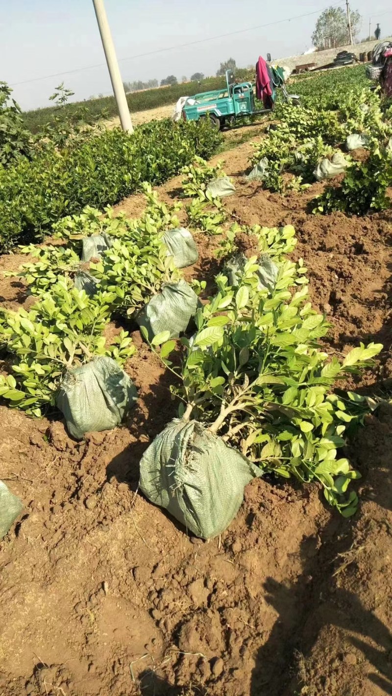 广东无籽香水柠檬台湾无籽香水柠檬盆植地栽檬果树当年结果苗