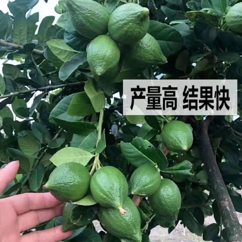 广东无籽香水柠檬台湾无籽香水柠檬盆植地栽檬果树当年结果苗