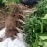 广东无籽香水柠檬台湾无籽香水柠檬盆植地栽檬果树当年结果苗