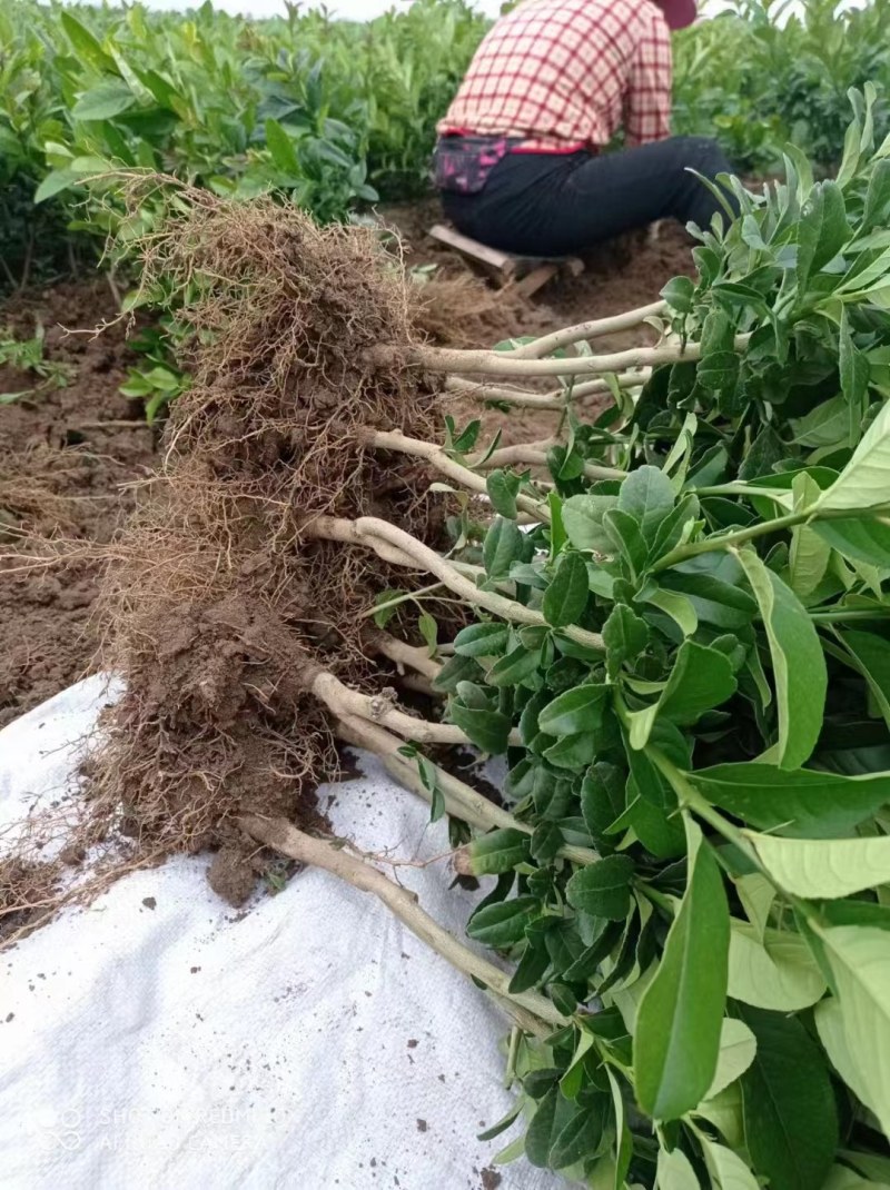 广东无籽香水柠檬台湾无籽香水柠檬盆植地栽檬果树当年结果苗
