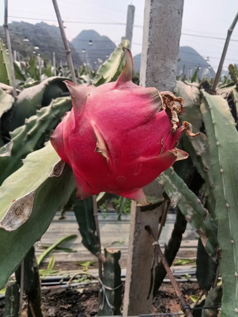 广西火龙果金都红龙
