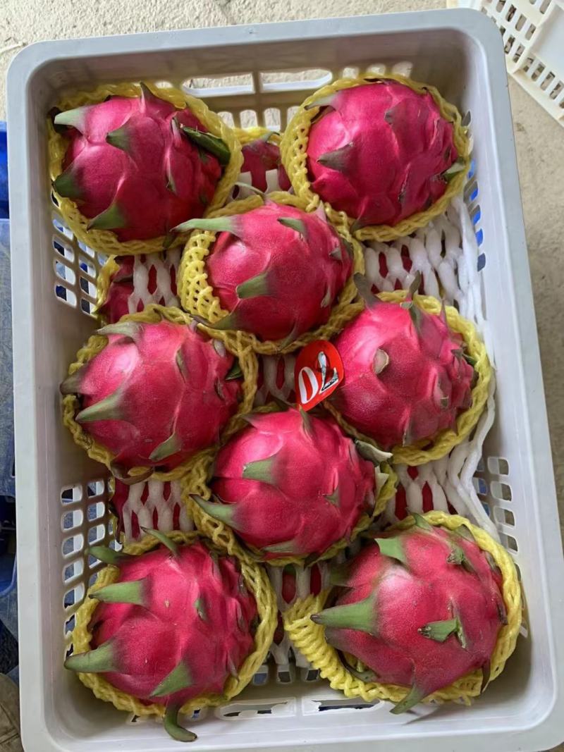 广西火龙果金都红龙