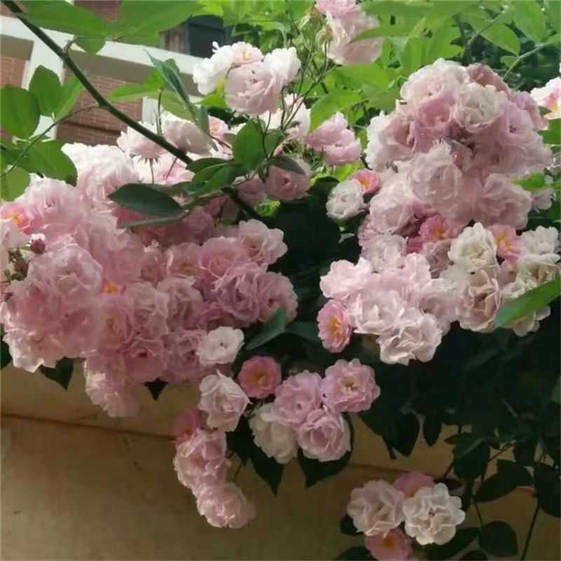 东北耐寒蔷薇花盆栽耐寒零下37度粉团二年苗当年开花批发价