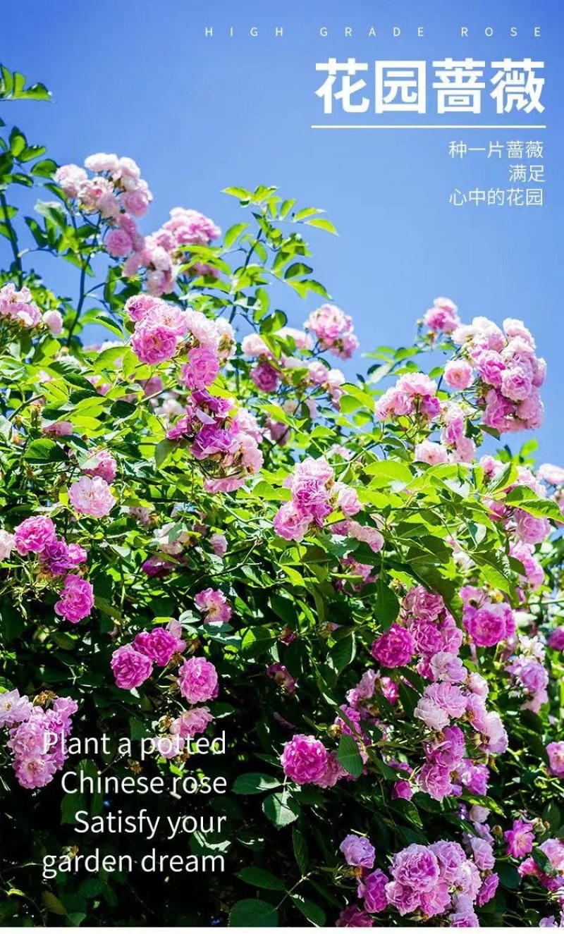 东北耐寒蔷薇花盆栽耐寒零下37度粉团二年苗当年开花批发价