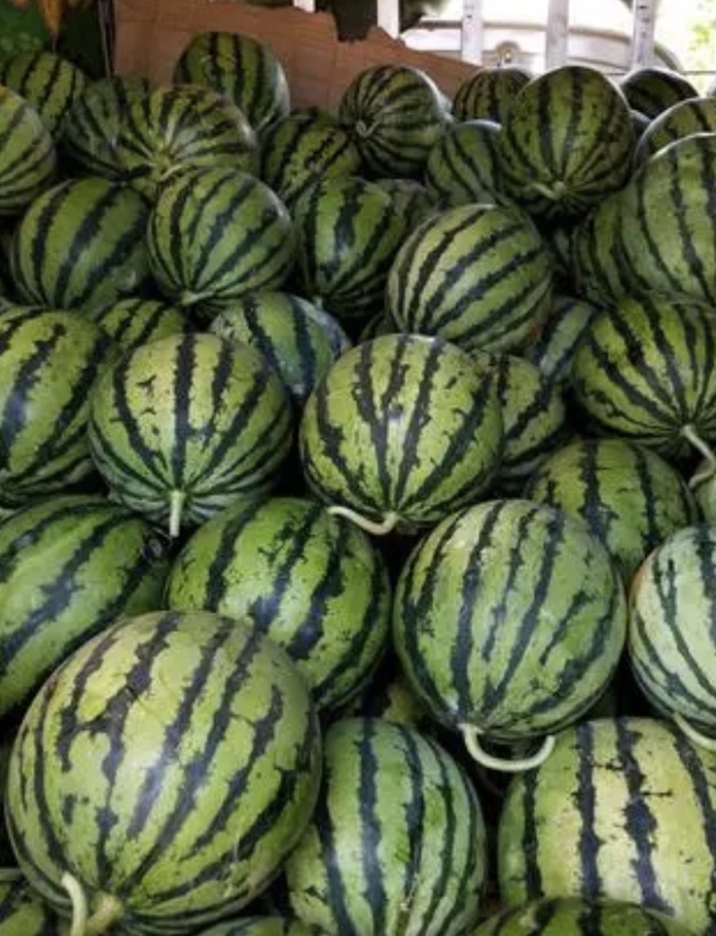 陕西精品美都西瓜包熟包甜货发全国欢迎联系可视频看货