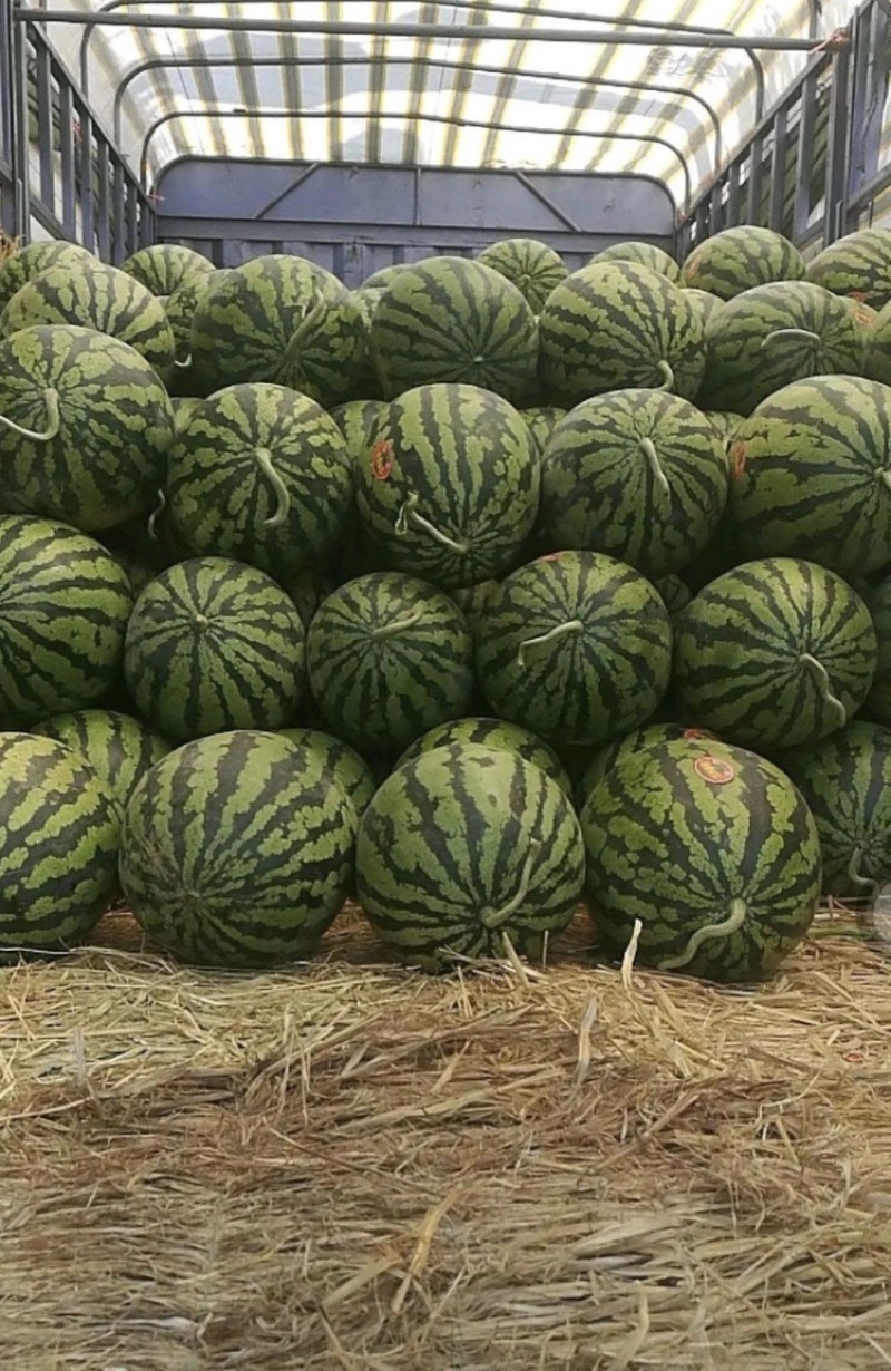 陕西精品美都西瓜包熟包甜货发全国欢迎联系可视频看货