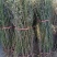粉团蔷薇花苗爬藤耐寒中国古老大型藤本多花粉色浪漫包邮