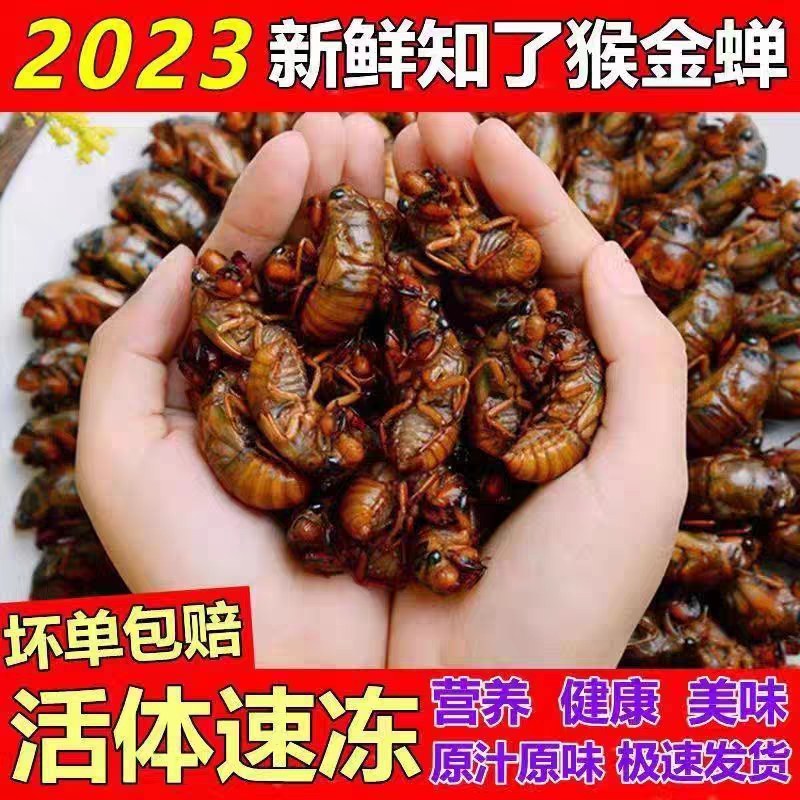 知了猴新鲜金蝉山东特产爬叉猴蝉蛹唐僧肉活体100只冷冻包