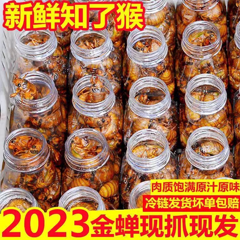 知了猴新鲜金蝉山东特产爬叉猴蝉蛹唐僧肉活体100只冷冻包