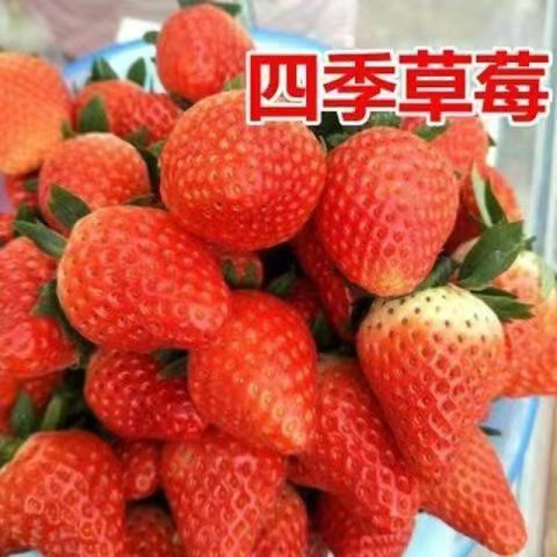 奶油草莓苗南北方室内室外种植四季结果脱毒草莓苗盆栽地栽苗