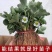 奶油草莓苗南北方室内室外种植四季结果脱毒草莓苗盆栽地栽苗