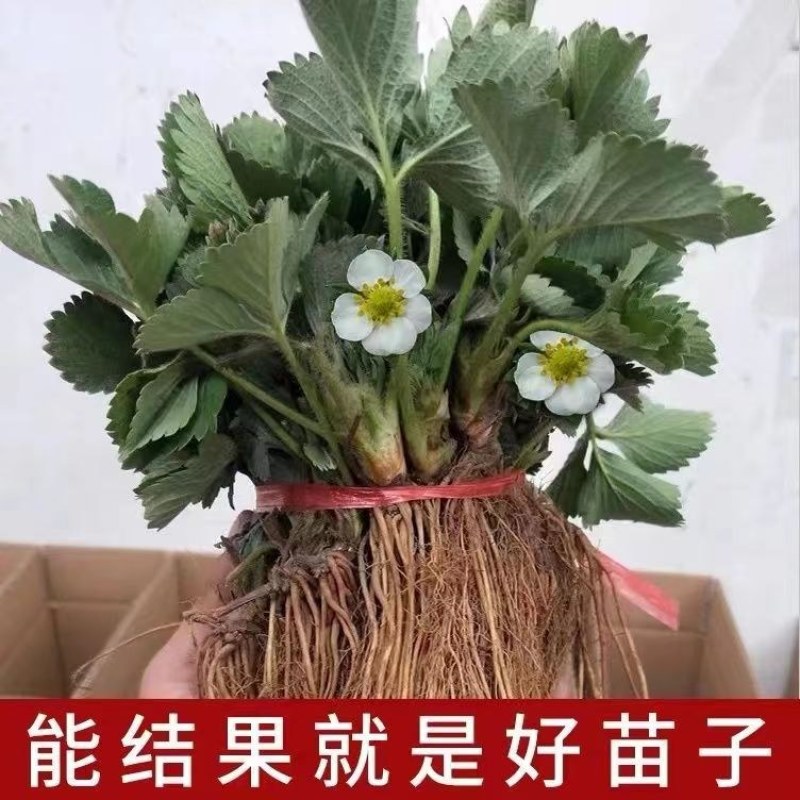 奶油草莓苗南北方室内室外种植四季结果脱毒草莓苗盆栽地栽苗