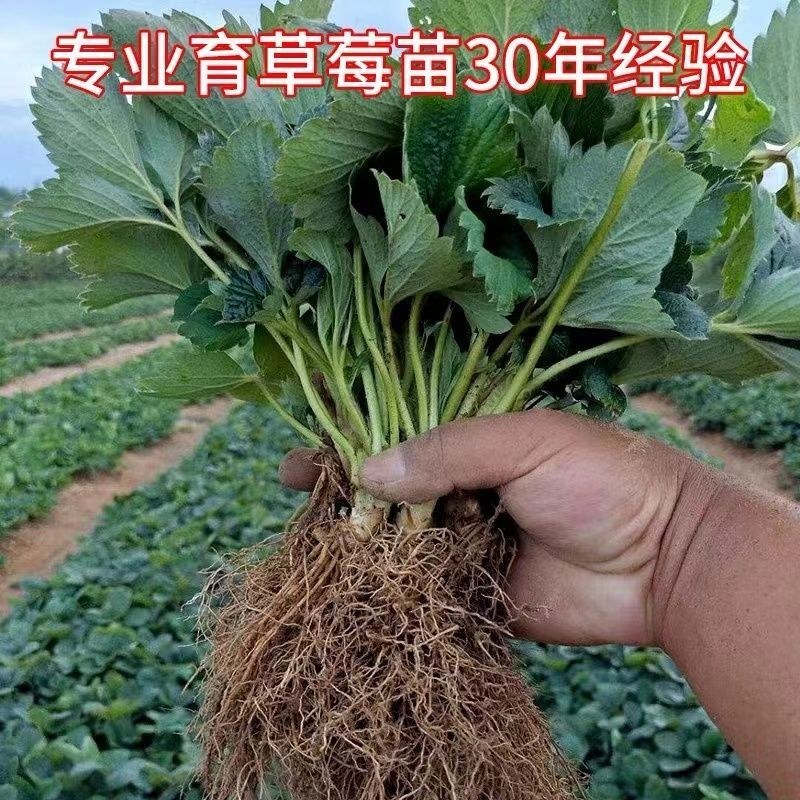 奶油草莓苗南北方室内室外种植四季结果脱毒草莓苗盆栽地栽苗