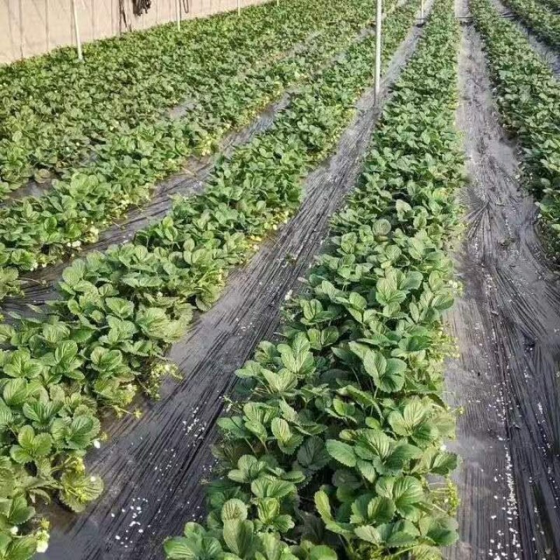 奶油草莓苗南北方室内室外种植四季结果脱毒草莓苗盆栽地栽苗