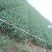 大青稞蒜种