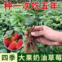 山东四季奶油草莓苗阳台地栽盆栽红颜牛奶秧苗大棚露天种植苗