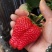 山东四季奶油草莓苗阳台地栽盆栽红颜牛奶秧苗大棚露天种植苗