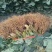 山东四季奶油草莓苗阳台地栽盆栽红颜牛奶秧苗大棚露天种植苗