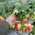 山东四季奶油草莓苗阳台地栽盆栽红颜牛奶秧苗大棚露天种植苗