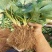 山东四季奶油草莓苗阳台地栽盆栽红颜牛奶秧苗大棚露天种植苗