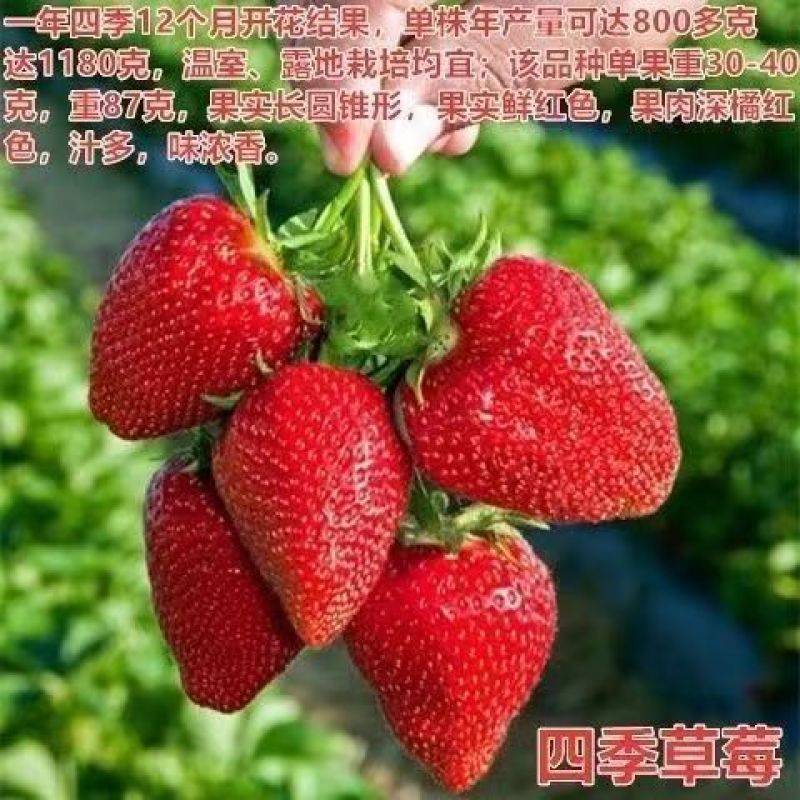 山东四季奶油草莓苗阳台地栽盆栽红颜牛奶秧苗大棚露天种植苗