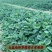 山东四季奶油草莓苗阳台地栽盆栽红颜牛奶秧苗大棚露天种植苗