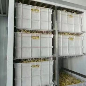 全自动豆芽机创业机器豆芽机器创业利器日产300斤一人操作